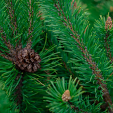 Organic Black Spruce essential oil